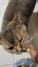 MamyPets猫零食鱼油冻干棒猫用美毛猫咪鸡肉磨牙棒靓毛护毛防掉毛营养40g 实拍图