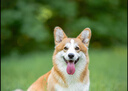 宠莱克犬瘟CDV+犬冠状CCV+犬细小CPV犬三大病毒试纸检测卡 实拍图