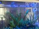 森森（SUNSUN）鱼缸水族箱客厅家用生态桌面金鱼缸免换水懒人鱼缸一体缸自循环 HE-600内置棉和滤材（物流发货） 实拍图