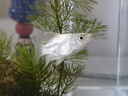 疯狂石头台湾蝴蝶鲤冷水观赏鱼石膏白短身球体狮头长尾锦鲤鱼苗活体金鱼 白色贵妃短身5-7厘米1条送鱼食 实拍图