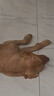 蚁族专业宠物剃毛器狗电推剪大型犬金毛泰迪卷毛犬大功率电推 S10 实拍图