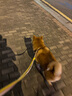 普安特宠物狗狗驱虫药犬驱虫体内外一体驱虫打虫药去跳蚤犬虱爱滴克 实拍图