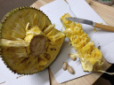 禧友鲜 海南菠萝蜜整个 黄肉干苞 波罗密 大树木菠萝 三亚当季新鲜水果 【回馈福利价】13-16斤|小果尝鲜 实拍图