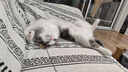 MamyPets猫零食冻干鸡肉羊奶棒幼猫成猫营养奶酪棒宠物磨牙棒猫咪零食50g 实拍图