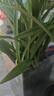 劉閣蘭花超香建兰四季兰当年开花壮苗满屋飘香室内四季常青花卉盆栽草 5苗连体【变异蓝宝石】带黑色兰盆 实拍图