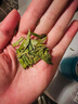 一杯香茶叶绿茶正宗明前头芽龙井茶250g2025新茶春茶礼盒装自己喝送礼 实拍图