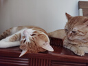 网易严选全价冻干双拼猫粮幼猫成猫天然无谷猫粮 10kg 实拍图