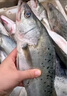 仙泉湖冷冻白蕉海鲈鱼2斤 肉厚刺少生鲜水产食材1斤*2条 实拍图