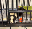 华元宠具（hoopet）狗狗玩具球宠物磨牙耐咬橡胶乳胶逗小狗硅胶解闷消耗体力神器用品 实拍图