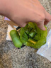 茨格曼 狗狗拾便袋垃圾袋清洁袋垃圾袋90个装【15个/卷 共6卷】 实拍图