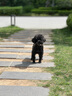麦德氏IN HO2犬小分子鲨鱼软骨素医护版300g软骨素狗狗关节养护快一步 实拍图