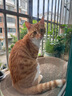 多特思（DOTUS）猫零食猫条混合口味15g*100支0添加0诱食剂成幼猫咪零食罐头湿粮 实拍图