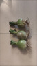 多年生虎眼万年青盆栽种球绿植海葱东北旱三奇长白山中草药可食用 虎眼万年青球茎4-5厘米5棵 裸根不带土不带叶发货 实拍图