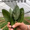 四季蔬菜种子大全菠菜香菜生菜油麦菜苋菜鸡毛菜芹菜矮脚黄蔬菜籽 四季鸡毛菜种子1包约2000粒 实拍图