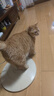 普安特宠物猫咪驱虫药体内外同驱幼猫驱虫跳蚤犬虱爱滴克非泼罗尼+内驱 实拍图
