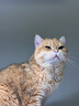 K9 Natural鸡肉50g生骨肉猫冻干猫零食成猫幼猫通用猫冻干 新西兰原装进口 实拍图