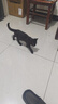 多特思（DOTUS）猫罐头主食全价成长幼猫奶糕羊奶鸡肉罐头浓汤湿猫粮猫饭60g*6罐 实拍图