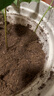 德沃多肥料纯进口泥炭营养土25L植物有机种植颗粒土壤花土种菜养花多肉土壤 实拍图