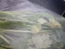 带根香菜100g 实拍图