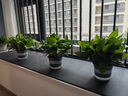 双盟绿萝盆栽除甲醛花卉绿植办公室新房净化空气180加仑4盆装源头直发 实拍图