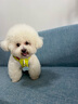 拉夫威尔ruffwear嗨轻狗狗胸背带狗背带中小型犬雪纳瑞背带式狗狗牵引绳 苔藓绿 S 实拍图