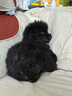 皇家皇家狗粮 成犬狗粮 犬粮 通用犬型 CC 通用粮 ≥12月 3KG 实拍图