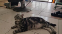 卫仕猫多维240片定制猫用复合维生素片维生素b美毛宠物营养猫咪维生素 实拍图