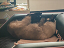 皇家暹罗成猫 SM38 通用粮 12月以上 2KG 实拍图