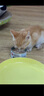 顽皮（Wanpy）Happy100果饭儿系列宠物零食猫罐头三文鱼80g*12罐 猫湿粮 实拍图