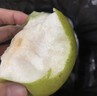 安徽正宗砀山酥梨梨子酥脆当季新鲜水果香梨脆雪梨特产整箱包邮 净重4.5斤【翠玉梨-实惠】 实拍图