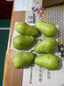 农大姐妹太婆梨 软梨 山东烟台正宗太婆梨 新鲜水果香蕉梨 啤梨 5斤 实拍图