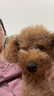 麦富迪狗粮 乖宝乐狗粮成犬通用均衡营养（牛肉蛋黄）10kg/20斤 实拍图