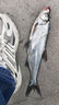 达亿瓦（DAIWA） CROSSFIRE 路亚竿入门路亚杆钓竿路亚钓鱼竿 进口路亚竿 2.08m 6102MLS CS（中软调直柄） 实拍图