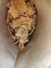 卧龙手工锅巴老灶锅巴襄阳特产休闲零食麻辣味 400g/袋 实拍图
