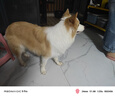 普安特宠物狗狗驱虫药犬驱虫体内外一体跳蚤犬虱非泼罗尼爱滴克 实拍图