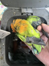 靓宠异族牡丹鹦鹉活体宠物鸟活体中小型说话鸟活体牡丹鹦鹉活体说话鸟活体 爱情鸟一只（备注性别） 实拍图