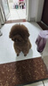 冠能狗粮小型犬成犬狗粮2.5kg 挑食美毛亮眼 全价狗粮  实拍图