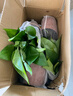 【绿萝盆栽】吸甲醛净化空气水培绿植物懒人花卉好养搬家礼物全 【4盆】180绿萝+绿色加仑盆自吸水 整体含盆高度20-25cm 实拍图