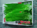 四季播种油麦菜种子家庭种菜盆栽田园地栽菜种籽易成活蔬菜种子 油麦菜种子【1包约2500粒】 原厂封装 实拍图