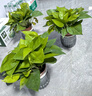 【绿萝盆栽】吸甲醛净化空气水培绿植物懒人花卉好养搬家礼物全 【抢手5盆】绿萝+灰色南瓜盆自吸水 整体含盆高度20-25cm 实拍图