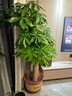 Only you【2小时达】发财树大型盆栽绿植花卉室内客厅办公室开业乔迁送礼 富贵树 实拍图