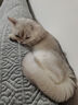 皇家搭档猫罐头成猫幼猫通用猫零食高汤补水鸡肉羊奶奶昔混合85g*6罐 实拍图