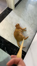 家有一宠猫咪牵引绳防挣脱外出专用工字型小奶猫背心式遛猫绳可调节猫链子 实拍图