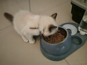 HELLOJOY猫碗狗碗宠物食盆猫咪双碗粮盆自动饮水机喝水器喂食用品 蓝色 实拍图
