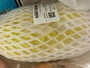 三宝白菜（大娃娃菜）约650g 实拍图