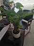 发财树盆栽大植物室内办公室桌面客厅小盆景招财树苗绿植花卉盆栽 三杆发财树 5-8cm【随机陶瓷盆】 【送肥料】 实拍图
