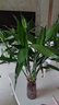 沭之美水培绿植富贵竹水养植物 富贵竹10支约70-80cm高-不含瓶 源头直发 实拍图
