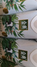 伊利金典3.8g乳蛋白 有机全脂纯牛奶250ml*10盒 新老包装随机 礼盒装 实拍图