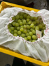 京鲜生 新疆无籽露 无核白葡萄 净重3.5斤原筐 生鲜水果 酸甜易掉粒  实拍图