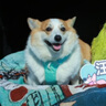 拉夫威尔ruffwear嗨轻狗狗胸背带狗背带中小型犬雪纳瑞背带式狗狗牵引绳 鼠尾草绿/雾森绿 S 实拍图